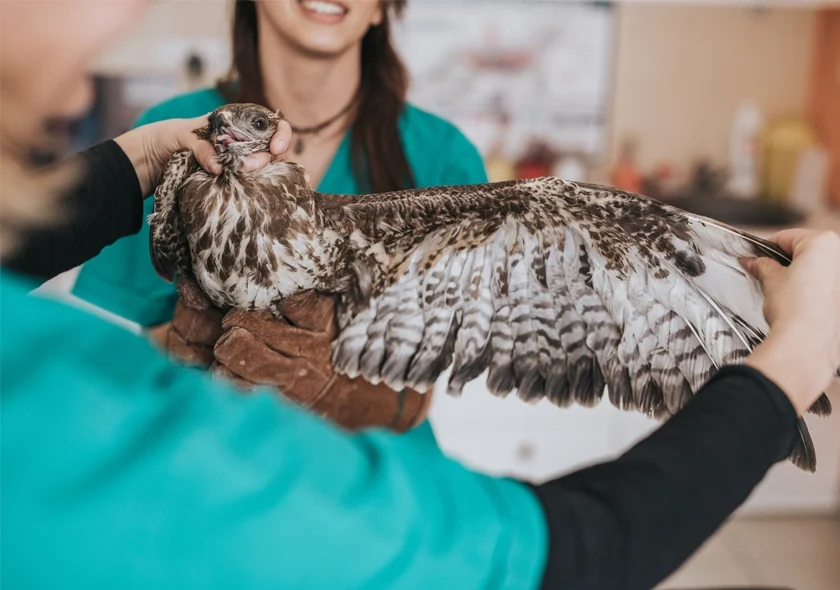 Abu Dhabi Falcon Hospital Treatment