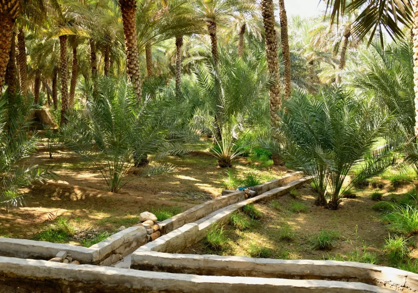 Al Ain Oasis