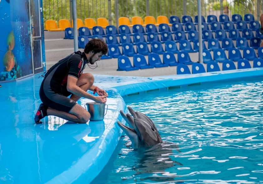 Dolphins Dubai