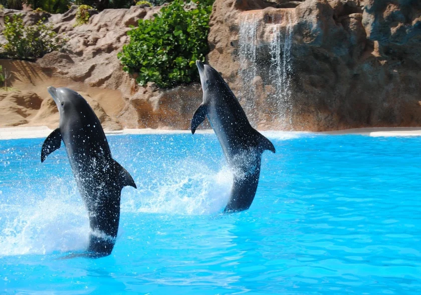 Dubai dolphinarium